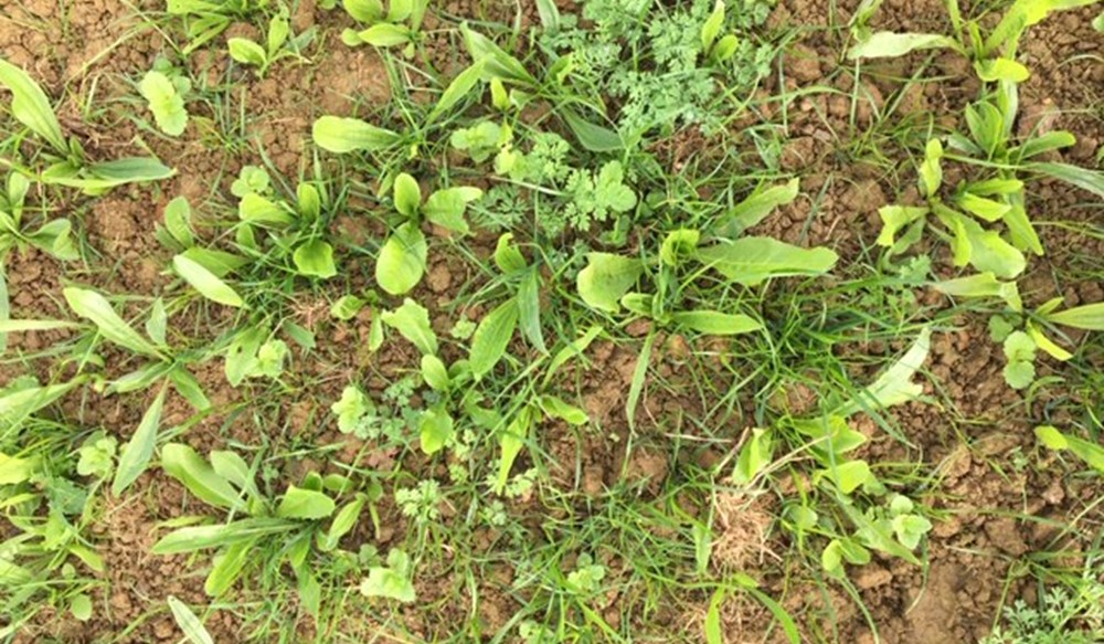 Close up image of a herbal ley.
